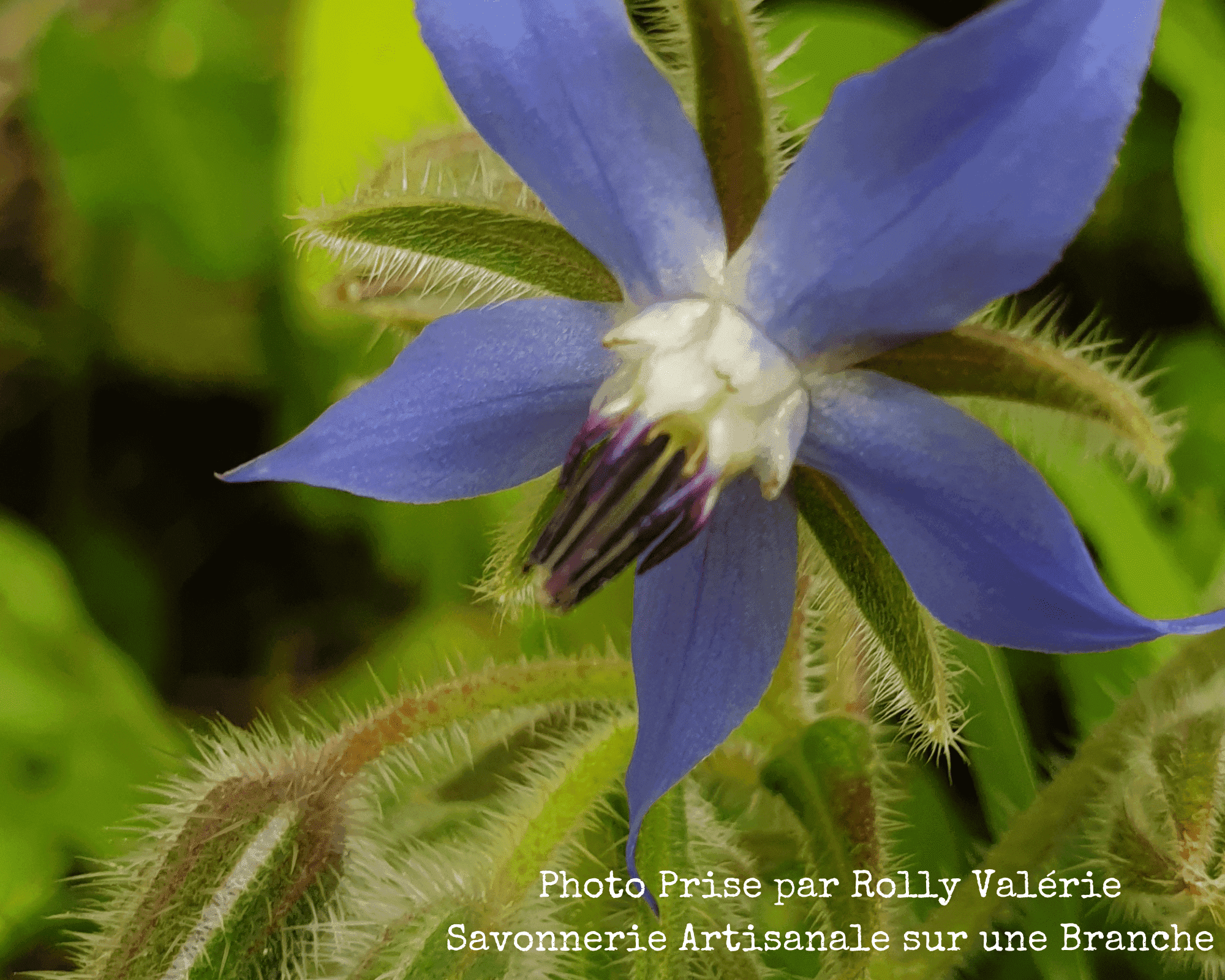 fleur de bourrache bleue surunebranche