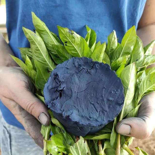 feuilles d'indigo dans des mains qui entoure un galet d'indigo