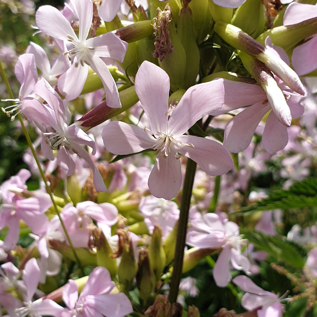 Savon solide au patchouli – saponifié à froid, enrichi en huiles végétales bio, fabriqué par la Savonnerie Sur une Branche